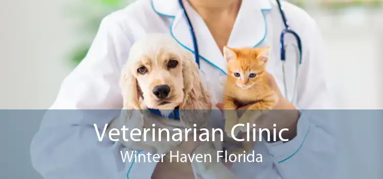 Veterinarian Clinic Winter Haven Florida