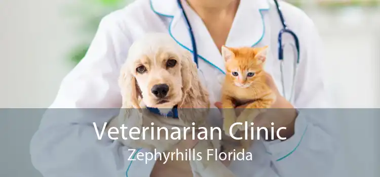 Veterinarian Clinic Zephyrhills Florida