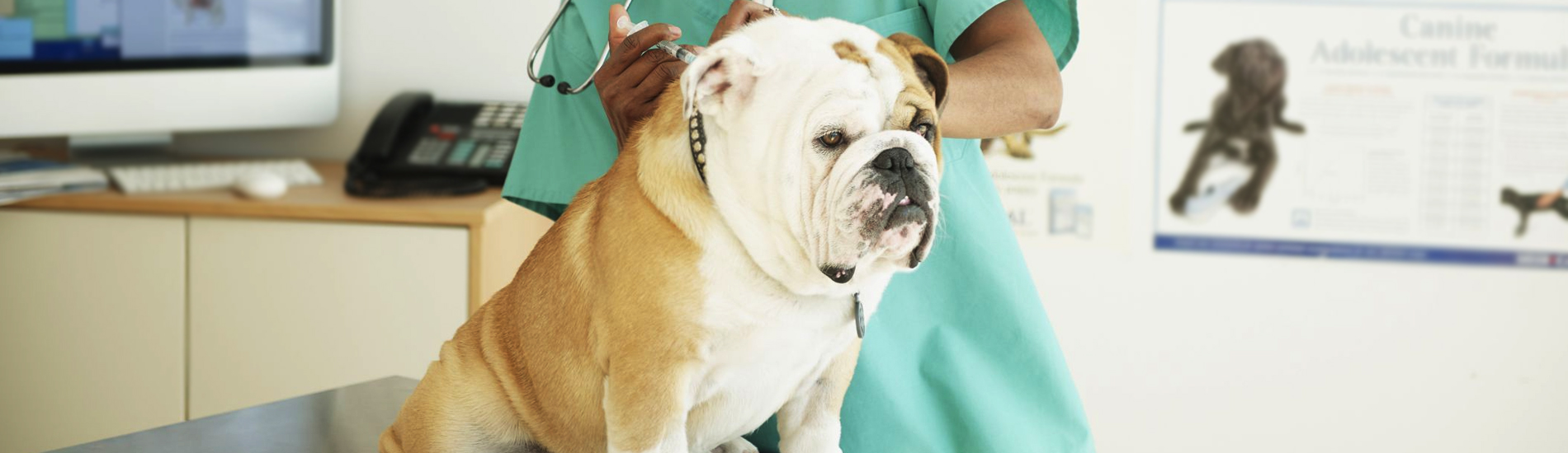 Dog Vaccinations Lehigh Acres Low Cost Dog Vaccinations Near Me