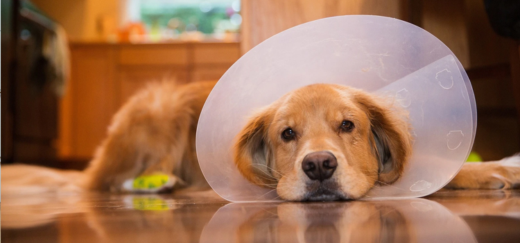 animal hospital nutritional advisory Spaying And Neutering inÂ Ellenton