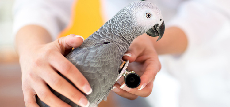 animal hospital nutritional consulting in The Villages