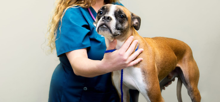 animal hospital nutritional counseling in San Antonio