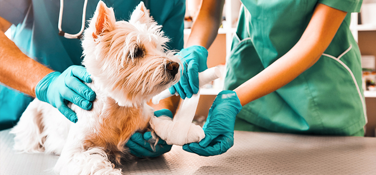 animal hospital nutritional counseling in Cortez