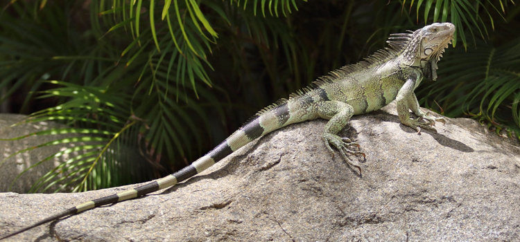 animal hospital nutritional consulting