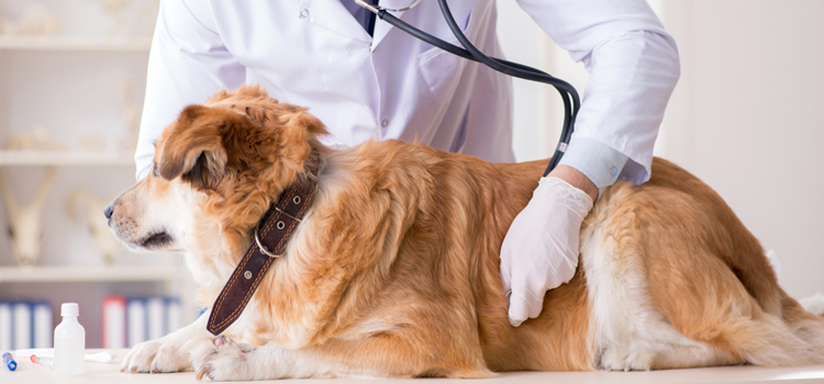 animal hospital nutritional consulting in Tamiami